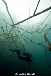 Diver and a tree in fresh water by Vulliez Gérald 